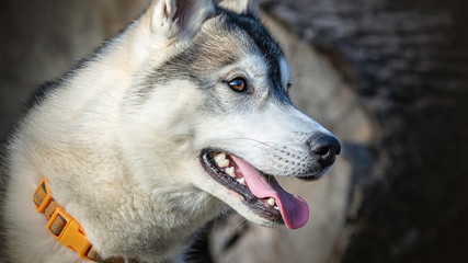 Sibirien Husky Portrait