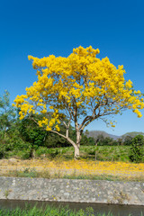 ARBOL DE PRIMAVERA