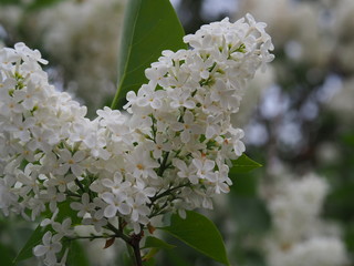 Wenn der Weiße Flieder wieder blüht