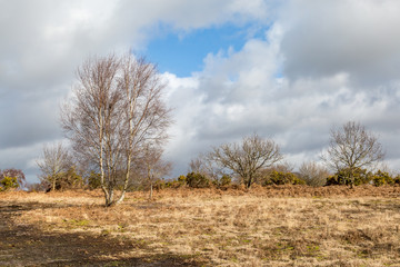 Bare trees on Chailey Common in Sussex, on a late winters day