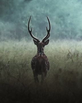 Chital deer in Nagarhole National Park, India
