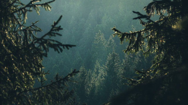 View of forest framed by evergreen tree branches