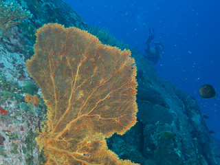 Plongée .Thailande