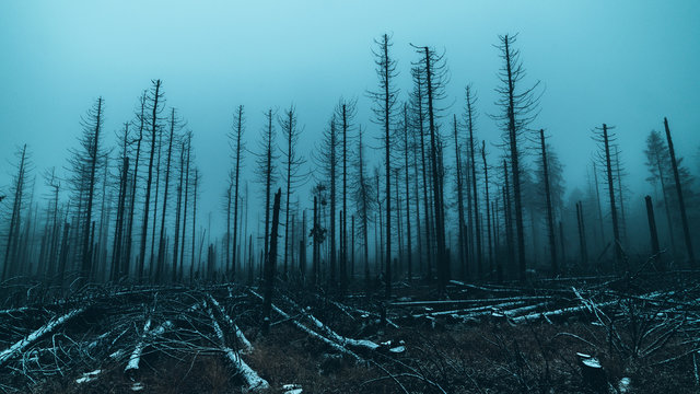 Skeletal tree trunks after forest fire