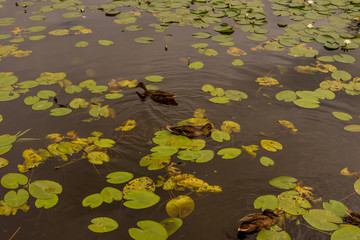Netherlands, Rotterdam, a close up of a pond with ducks