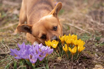 Fotobehang Krokus  dog is admired by crocuses  © Sofiia Motrych