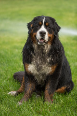 dirty bernese mountain dog on the grass