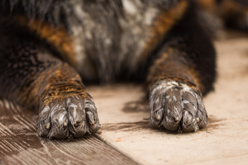Closeup of dirty dog paws