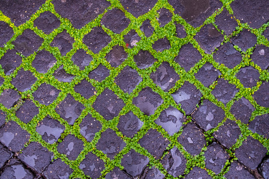 Italy, Rome, cobblestone pavement, overgrown