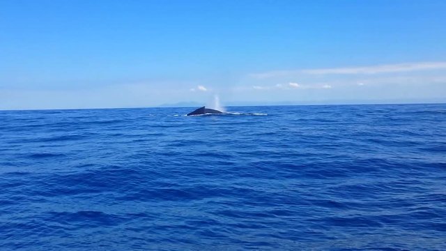 Humpback Whales (Megaptera novaeangliae) swim in Vitoria sea. Slow movements. Gray day. Image in Espirito Santo, Brazil. 