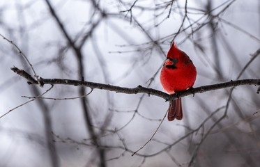 Male Cardinal during winter