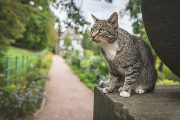 Germany, Weimar, portrait of tabby cat with Goethe Gartenhaus at Ilmpark in the background