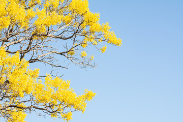 ARBOL DE PRIMAVERA