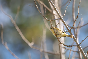bird on branch