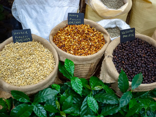 raw coffee bean,Robusta, Coffee making process  in wicker.