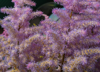 Purple flower blooming in spring in the famous Dutch tulip park. Taken in Keukenhof/Netherlands.