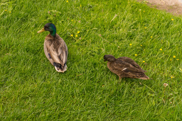 Netherlands, Zaanse Schans, ducks standing on top of a grass covered field