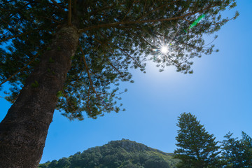 Fototapeta premium Sun flare through branches of Norfolk Pine tree