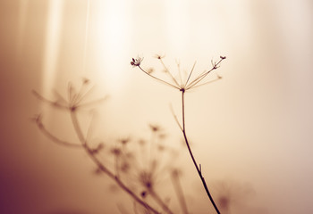 Natural background with dry flowers in blurred fog.