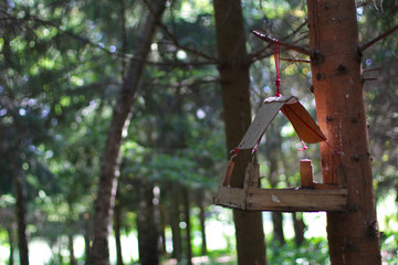 Bird feeder in the forest. Summer season