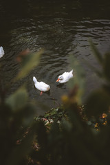 Ducks