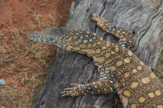 Australia, Brisbane, Lone Pine Koala Sanctuary, lace monitor on dead tree