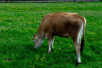 Netherlands, Zaanse Schans, a cow grazing on a lush green field