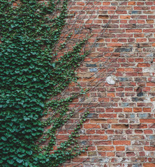 Vines climb up a brick wall and offer an interesting half way pattern