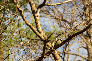 Downey Woodpecker on a tree limb