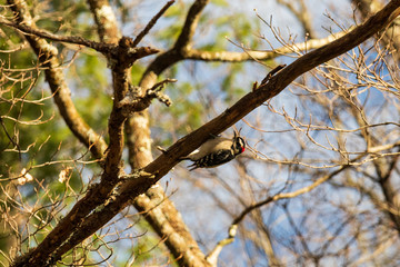 Downey Woodpecker on a tree limb