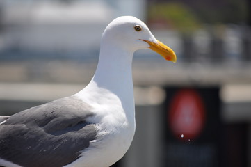 San Francisco Seagull