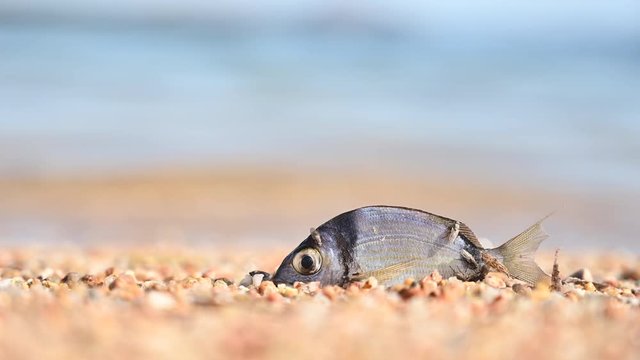 time-lapse and zoom in of small dead fish on sand beach being swarmed with flies insect mosquitoes