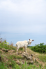 Obraz premium 波照間島のヤギ