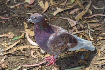 Rosy Pigeon 