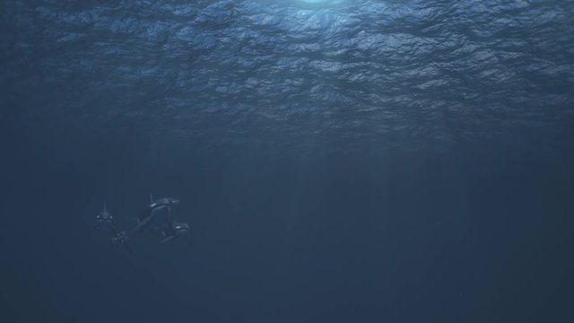 Underwater Shot Of A Small Pod Of Killer Whales (orcas Orcinus) Swimming Towards And Passed The Camera In Deep Blue Ocean - High Quality 3d Animation