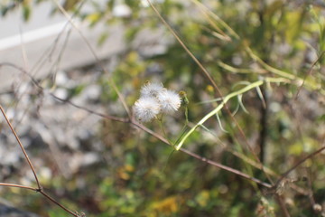TRENTO Y SUS FLORES