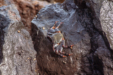 close up view of a sea crab on the rock