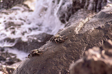 close up view of sea crabs on the rock