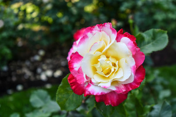 Pink and white roses