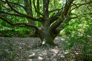 Tree with twisted branches