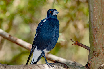One Legged Magpie