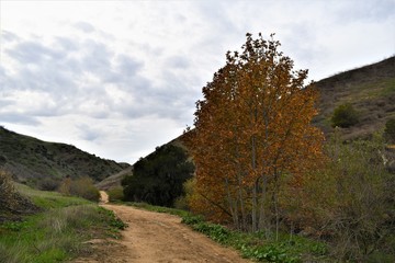 An empty hiking path winding through a canyon with maple trees and green grass. 