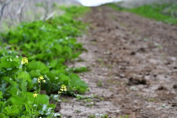 Yellow native flowers grow beside a muddy hiking trail surrounded by green vegetation