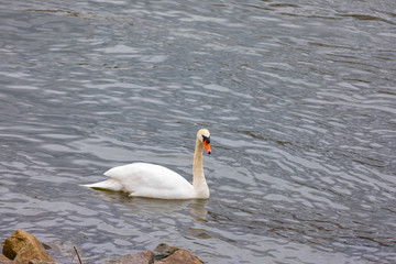 White swan in the blue lake. Romantic background