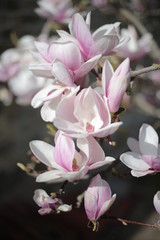 Obraz premium Magnolia Tree