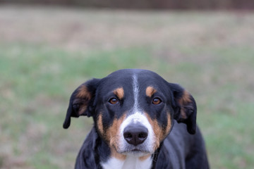 dog face portrait, Appenzeller Sennenhund - Mountaindog
