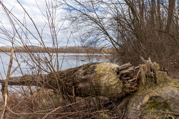 Vom Bieber gefällter Baum