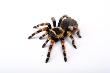 Spider Tarantula brachipelma smithi on white background