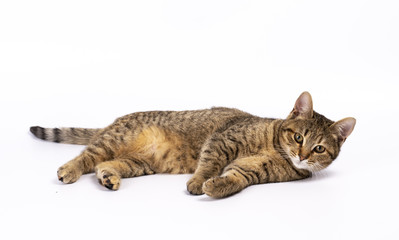 beautiful kitten lies on a white background