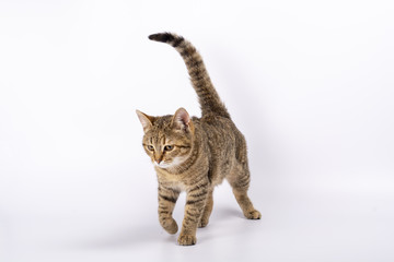 Fototapeta premium beautiful kitten on a white background, walking, running